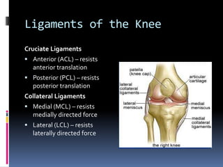 Ligaments of the Knee
Cruciate Ligaments
 Anterior (ACL) resists

anterior translation
 Posterior (PCL) resists

posterior translation
Collateral Ligaments
 Medial (MCL) resists

medially directed force
 Lateral (LCL) resists

laterally directed force

 