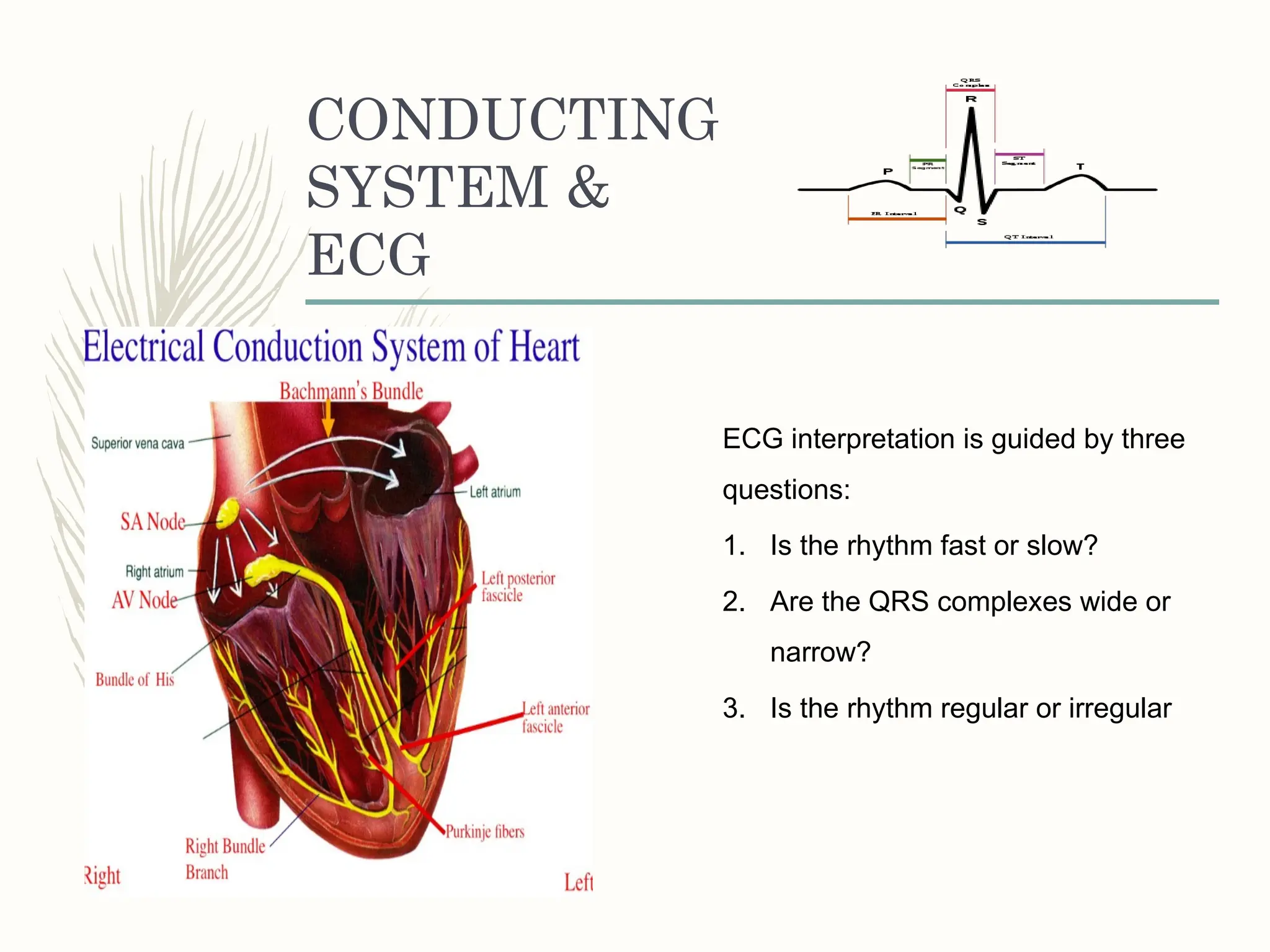 CONDUCTING
SYSTEM &
ECG
ECG interpretation is guided by three
questions:
1. Is the rhythm fast or slow?
2. Are the QRS complexes wide or
narrow?
3. Is the rhythm regular or irregular
 
