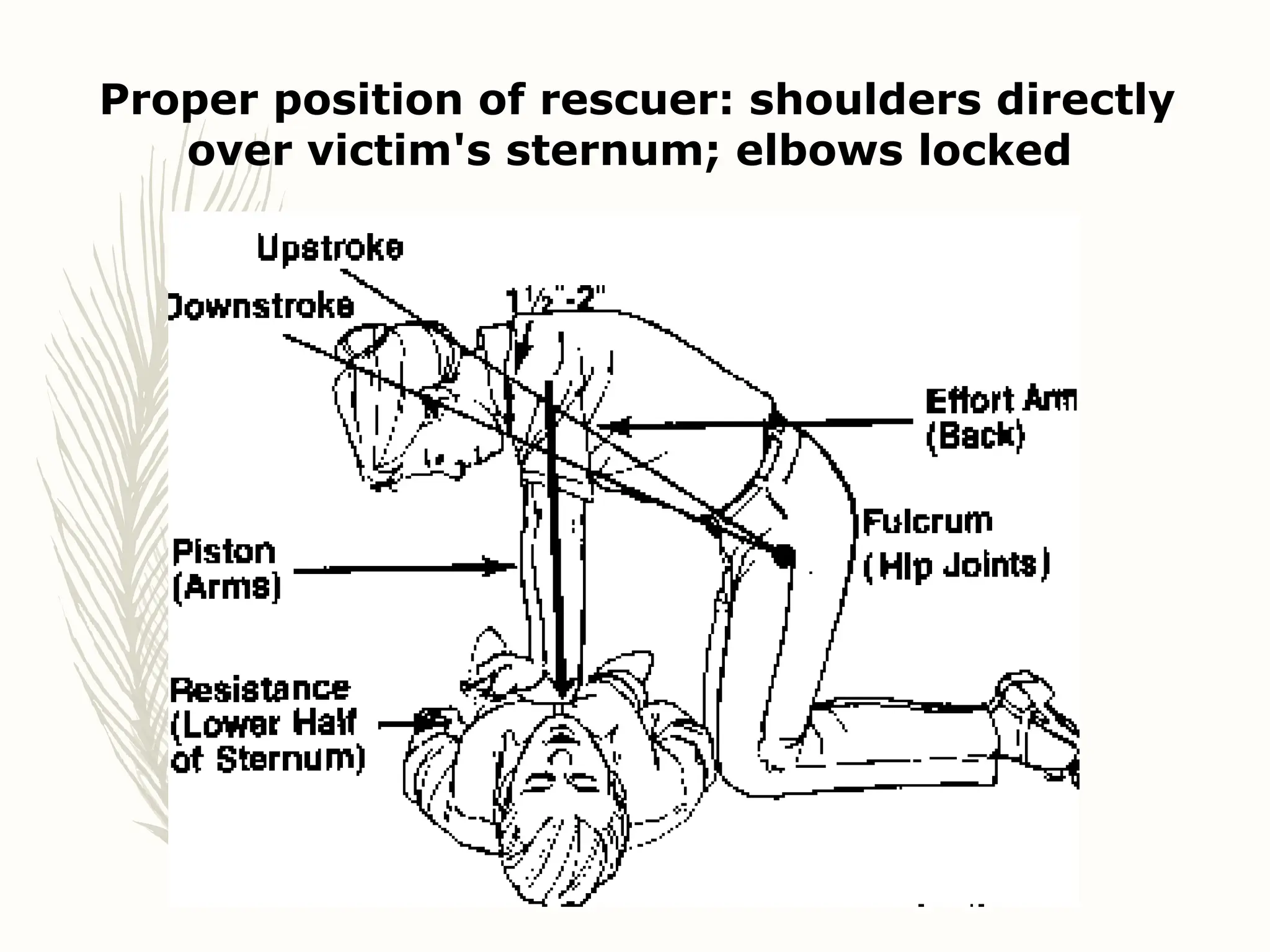 Proper position of rescuer: shoulders directly
over victim's sternum; elbows locked
 