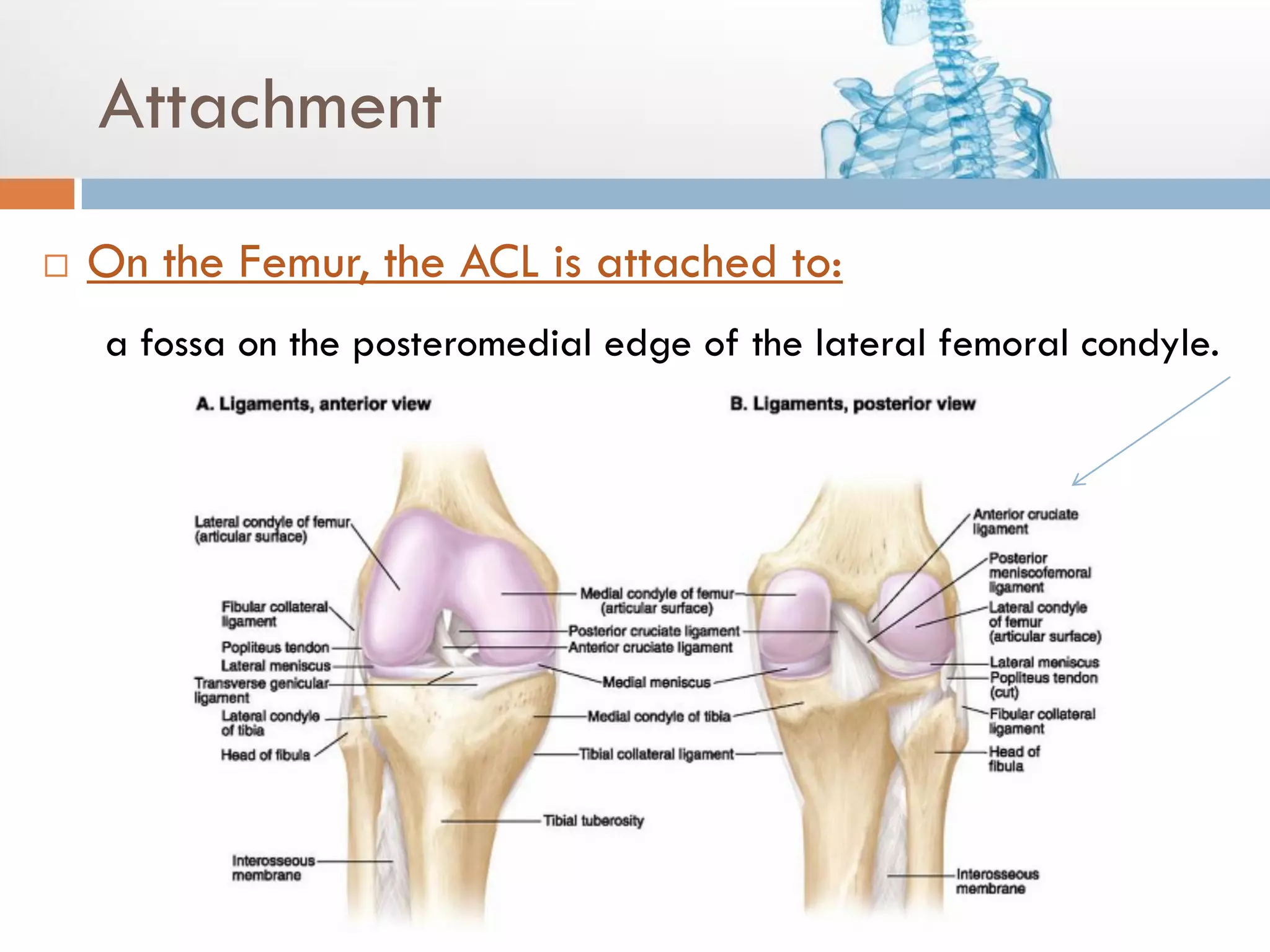 ACL tear | PDF