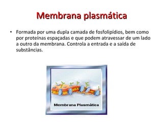 Membrana plasmática Formada por uma dupla camada de fosfolipídios, bem como por proteínas espaçadas e que podem atravessar de um lado a outro da membrana. Controla a entrada e a saída de substâncias.  