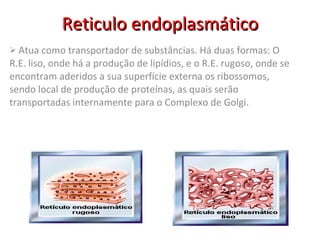 Reticulo endoplasmático Atua como transportador de substâncias. Há duas formas: O R.E. liso, onde há a produção de lipídios, e o R.E. rugoso, onde se encontram aderidos a sua superfície externa os ribossomos, sendo local de produção de proteínas, as quais serão transportadas internamente para o Complexo de Golgi.  
