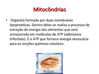 Mitocôndrias Organela formada por duas membranas lipoprotéicas. Dentro delas se realiza o processo de extração de energia dos alimentos que será armazenada em moléculas de ATP (adenosina trifosfato). É o ATP que fornece energia necessária para as reações químicas celulares.  