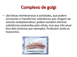 Complexo de golgi são bolsas membranosas e achatadas, que podem armazenar e transformar substâncias que chegam via retículo endoplasmático; podem também eliminar substâncias produzidas pela célula, mas que irão atuar fora dela (enzimas por exemplo). Produzem ainda os lisossomos.  