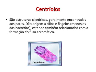 Centríolos São estruturas cilíndricas, geralmente encontradas aos pares. Dão origem a cílios e flagelos (menos os das bactérias), estando também relacionados com a formação do fuso acromático.  