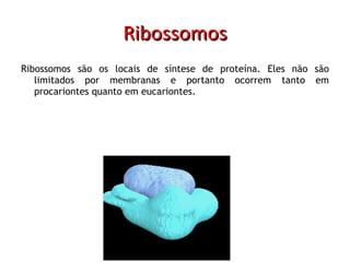 Ribossomos Ribossomos são os locais de síntese de proteína. Eles não são limitados por membranas e portanto ocorrem tanto em procariontes quanto em eucariontes. 