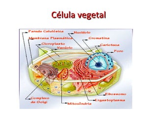 Célula vegetal 