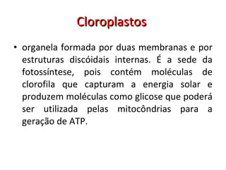 Cloroplastos  organela formada por duas membranas e por estruturas discóidais internas. É a sede da fotossíntese, pois contém moléculas de clorofila que capturam a energia solar e produzem moléculas como glicose que poderá ser utilizada pelas mitocôndrias para a geração de ATP.  