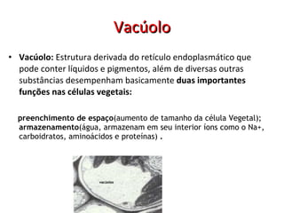 Vacúolo Vacúolo:  Estrutura derivada do retículo endoplasmático que pode conter líquidos e pigmentos, além de diversas outras substâncias desempenham basicamente  duas importantes funções nas células vegetais: preenchimento de espaço (aumento de tamanho da célula Vegetal);  armazenamento (água, armazenam em seu interior íons como o Na+, carboidratos, aminoácidos e proteínas)  . vacúolos 