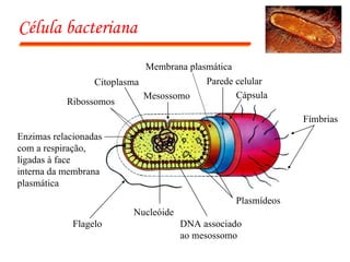 Célula bacteriana Fímbrias Cápsula Parede celular Plasmídeos DNA associado ao mesossomo Nucleóide Flagelo Enzimas relacionadas com a respiração, ligadas à face interna da membrana plasmática Mesossomo Citoplasma Ribossomos Membrana plasmática 
