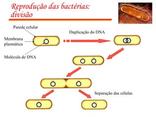 Reprodução das bactérias: divisão Duplicação do DNA Separação das células Parede celular Membrana plasmática Molécula de DNA 