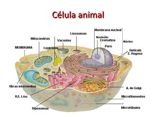 Célula animal 