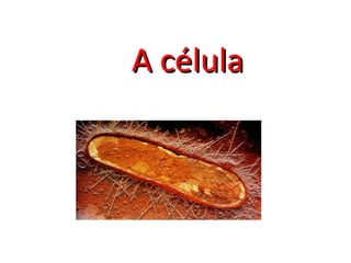 A célula 