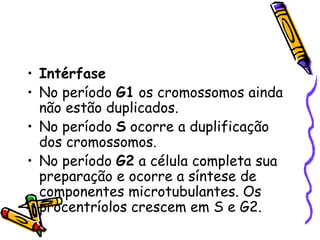 Intérfase No período  G1  os cromossomos ainda não estão duplicados. No período  S  ocorre a duplificação dos cromossomos. No período  G2  a célula completa sua preparação e ocorre a síntese de componentes microtubulantes. Os procentríolos crescem em S e G2. 