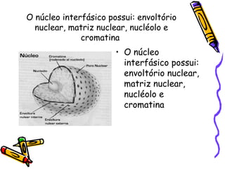 O núcleo interfásico possui: envoltório nuclear, matriz nuclear, nucléolo e cromatina  O núcleo interfásico possui: envoltório nuclear, matriz nuclear, nucléolo e cromatina 