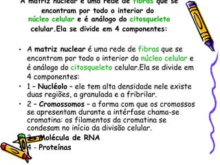 A  matriz nuclear é uma rede de  fibras  que se encontram por todo o interior do  núcleo celular  e é análogo do  citosqueleto  celular.Ela se divide em 4 componentes: A  matriz nuclear  é uma rede de  fibras  que se encontram por todo o interior do  núcleo celular  e é análogo do  citosqueleto  celular.Ela se divide em 4 componentes: 1 –  Nucléolo  – ele tem alta densidade nele existe duas regiões, a granulada e a fribrilar. 2 –  Cromossomos  – a forma com que os cromossos se apresentam durante a intérfase chama-se cromatina: os filamentos da cromatina se condesam no início da divisão celular. 3 –  Molécula de RNA  4 -  Proteínas 