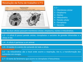 Resolução da ficha de trabalho n.º 5
                                                           1.1 –
                                                           1 – Membrana celular
                                                           2 - Citoplasma
                                                           3 – Núcleo
                                                           4 – Mitocôndria
                                                           5 – Parede celular
                                                           6 - Cloroplasto
                                                           7 - Vacúolos

1.2 – As duas células possuem membrana celular, citoplasma, núcleo e mitocôndrias.

1.3 – A célula B possui parede celular, cloroplastos e vacúolos de grandes dimensões e a
célula A não.

1.4 – A célula A pertence a um animal.

1.5 – O núcleo é o centro de comando de toda a célula.

1.6 – As mitocôndrias são o local onde ocorre a respiração, isto é, a transformação dos
nutrientes em energia.

1.7 – O nome do fenómeno que ocorre no cloroplasto é fotossíntese.
 