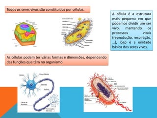 Todos os seres vivos são constituídos por células.
                                                             A célula é a estrutura
                                                             mais pequena em que
                                                             podemos dividir um ser
                                                             vivo, mantendo os
                                                             processos           vitais
                                                             (reprodução, respiração,
                                                             …), logo é a unidade
                                                             básica dos seres vivos.

As células podem ter várias formas e dimensões, dependendo
das funções que têm no organismo
 