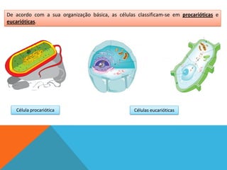 De acordo com a sua organização básica, as células classificam-se em procarióticas e
eucarióticas.




   Célula procariótica                            Células eucarióticas
 