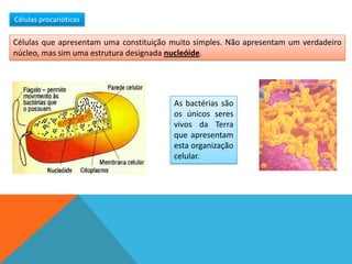 Células procarióticas

Células que apresentam uma constituição muito simples. Não apresentam um verdadeiro
núcleo, mas sim uma estrutura designada nucleóide.




                                        As bactérias são
                                        os únicos seres
                                        vivos da Terra
                                        que apresentam
                                        esta organização
                                        celular.
 