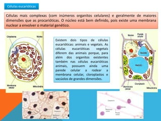 Células eucarióticas

Células mais complexas (com inúmeros organitos celulares) e geralmente de maiores
dimensões que as procarióticas. O núcleo está bem definido, pois existe uma membrana
nuclear a envolver o material genético.


                           Existem dois tipos de células
                           eucarióticas: animais e vegetais. As
                           células    eucarióticas    vegetais
                           diferem das animais porque, para
                           além dos organitos existentes
                           também nas células eucarióticas
                           animais, possuem ainda uma
                           parede celular a rodear a
                           membrana celular, cloroplastos e
                           vacúolos de grandes dimensões.
 