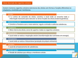 Breve descrição dos organitos celulares

Existem inúmeros organitos celulares (estruturas das células com formas e funções diferentes) no
citoplasma, envolvidos por membranas.

       Núcleo
       • É o centro de comando da célula; constitui o local onde se encontra toda a
         informação necessária para executar as várias funções da célula (material genético).
       Membrana celular
       • Constitui a fronteira com o meio exterior; regula a entrada e saída de substâncias.
       Citoplasma
       • Meio interno da célula; serve de suporte a todos os organitos celulares.
       Mitocôndrias
       • Local onde se realiza a respiração celular (transformação dos nutrientes em energia).
       Cloroplastos
       • Local onde se realiza a fotossíntese (produção do próprio alimento).
       Vacúolos
       • Local de armazenamento de substâncias.
       Parede celular
       • Parede de celulose que reforça a membrana celular.
 