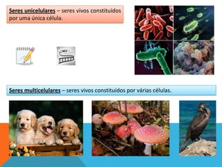 Seres unicelulares – seres vivos constituídos
por uma única célula.




Seres multicelulares – seres vivos constituídos por várias células.
 