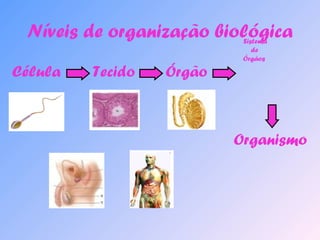 Níveis de organização biológica 
Célula Tecido Órgão 
Sistema 
de 
Órgãos 
Organismo 
 