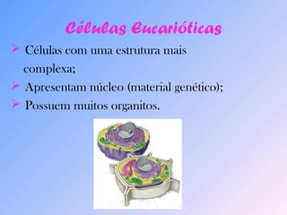 Células Eucarióticas 
 Células com uma estrutura mais 
complexa; 
 Apresentam núcleo (material genético); 
 Possuem muitos organitos. 
 