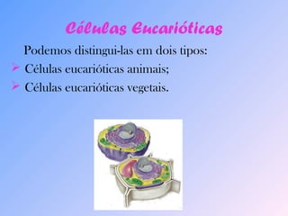 Células Eucarióticas 
Podemos distingui-las em dois tipos: 
 Células eucarióticas animais; 
 Células eucarióticas vegetais. 
 