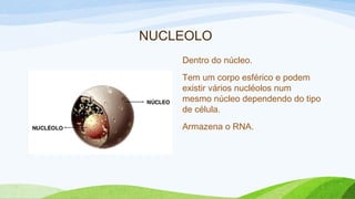 NUCLEOLO
Dentro do núcleo.
Tem um corpo esférico e podem
existir vários nucléolos num
mesmo núcleo dependendo do tipo
de célula.
Armazena o RNA.
 