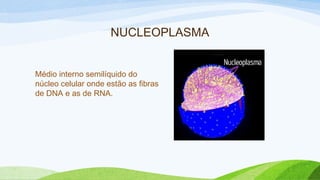NUCLEOPLASMA
Médio interno semilíquido do
núcleo celular onde estão as fibras
de DNA e as de RNA.
 