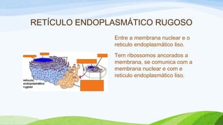 RETÍCULO ENDOPLASMÁTICO RUGOSO
Entre a membrana nuclear e o
reticulo endoplasmático liso.
Tem ribossomos ancorados a
membrana, se comunica com a
membrana nuclear e com e
reticulo endoplasmático liso.
 