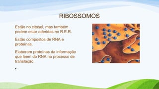 RIBOSSOMOS
Estão no citosol, mas também
podem estar aderidas no R.E.R.
Estão compostos de RNA e
proteínas.
Elaboram proteínas da informação
que leem do RNA no processo de
translação.
•
 