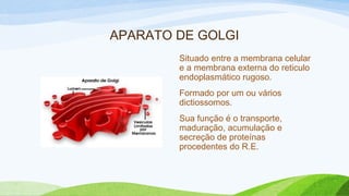 APARATO DE GOLGI
Situado entre a membrana celular
e a membrana externa do reticulo
endoplasmático rugoso.
Formado por um ou vários
dictiossomos.
Sua função é o transporte,
maduração, acumulação e
secreção de proteínas
procedentes do R.E.
 