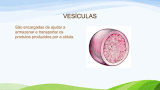 VESÍCULAS
São encargadas de ajudar a
armazenar e transportar os
produtos produzidos por a célula.
 