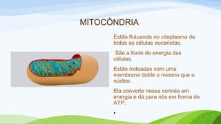 MITOCÔNDRIA
Estão flutuando no citoplasma de
todas as células eucariotas.
São a fonte de energia das
células.
Estão rodeadas com uma
membrana doble o mesmo que o
núcleo.
Ela converte nossa comida em
energia e dá para nós em forma de
ATP.
•
 