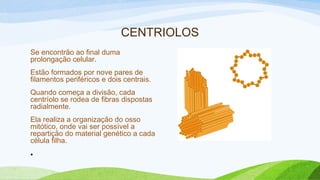CENTRIOLOS
Se encontrão ao final duma
prolongação celular.
Estão formados por nove pares de
filamentos periféricos e dois centrais.
Quando começa a divisão, cada
centríolo se rodea de fibras dispostas
radialmente.
Ela realiza a organização do osso
mitótico, onde vai ser possível a
repartição do material genético a cada
célula filha.
•
 