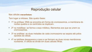 Reprodução celular
Nas células eucariotas:
Tem lugar a mitoses. São quatro fases:
• 1º na prófase: DNA se encontra em forma de cromossomos, a membrana do
núcleo quebra e os centríolos se duplicam.
• 2º na metáfase: se forma o osso mitótico, filamentos aos que se unem os
cromossomos.
• 3º na anáfase: as duas metades de cada cromossomo se separa até polos
opostos da célula.
• 4º na telófase desaparece o osso e se formam as duas novas membranas
nucleares. A célula se divide em duas células filhas.
 