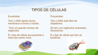 TIPOS DE CÉLULAS
Eucariotas:
Tem o DNA dentro duma
membrana e forma o núcleo.
Tem um grande número de
orgânulos.
É o tipo de célula que presenta o
resto dos seres vivos.
Procariotas:
Tem o DNA está libre do
citoplasma.
Só tem uns orgânulos chamados
ribossomos.
É o tipo de célula que tem as
bactérias.
 