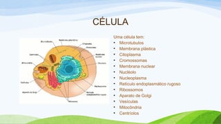 CÉLULA
Uma célula tem:
• Microtubulos
• Membrana plástica
• Citoplasma
• Cromossomas
• Membrana nuclear
• Nucléolo
• Nucleoplasma
• Retículo endoplasmático rugoso
• Ribossomos
• Aparato de Golgi
• Vesículas
• Mitocôndria
• Centríolos
 