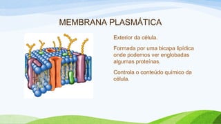 MEMBRANA PLASMÁTICA
Exterior da célula.
Formada por uma bicapa lipídica
onde podemos ver englobadas
algumas proteínas.
Controla o conteúdo químico da
célula.
 