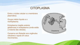 CITOPLASMA
Entre o núcleo celular e a membrana
plasmática.
Ocupa médio líquido e o
morfoplasma.
Ectoplasma (região exterior
gelatinosa) e endoplasma (onde estão
a maioria das células).
Conserva em flotação aos orgânulos
celulares e ajuda em seus
movimentos.
 