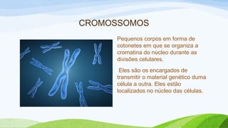CROMOSSOMOS
Pequenos corpos em forma de
cotonetes em que se organiza a
cromatina do núcleo durante as
divisões celulares.
Eles são os encargados de
transmitir o material genético duma
célula a outra. Eles estão
localizados no núcleo das células.
 