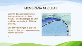 MEMBRANA NUCLEAR
Delimita dois compartimentos
funcionais dentro da célula
mesma, o de transcrição de DNA
em RNA, e a tradução RNA em
proteína.
Seu principal função é que seja
capaz de fixar os cromossomos no
interior no núcleo.
•
 