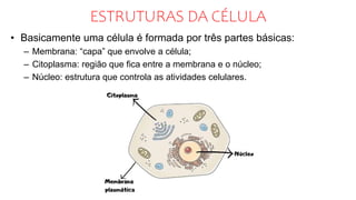 ESTRUTURAS DA CÉLULA
• Basicamente uma célula é formada por três partes básicas:
– Membrana: “capa” que envolve a célula;
– Citoplasma: região que fica entre a membrana e o núcleo;
– Núcleo: estrutura que controla as atividades celulares.
 