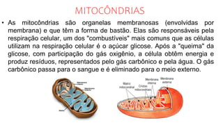 MITOCÔNDRIAS
• As mitocôndrias são organelas membranosas (envolvidas por
membrana) e que têm a forma de bastão. Elas são responsáveis pela
respiração celular, um dos "combustíveis" mais comuns que as células
utilizam na respiração celular é o açúcar glicose. Após a "queima" da
glicose, com participação do gás oxigênio, a célula obtêm energia e
produz resíduos, representados pelo gás carbônico e pela água. O gás
carbônico passa para o sangue e é eliminado para o meio externo.
 