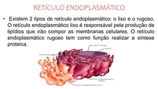 RETÍCULO ENDOPLASMÁTICO
• Existem 2 tipos de retículo endoplasmático: o liso e o rugoso.
O retículo endoplasmático liso é responsável pela produção de
lipídios que irão compor as membranas celulares. O retículo
endoplasmático rugoso tem como função realizar a síntese
proteica.
 