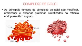 COMPLEXO DE GOLGI
• As principais funções do complexo de golgi são modificar,
armazenar e exportar proteínas sintetizadas no retículo
endoplasmático rugoso.
 