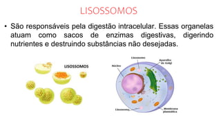 LISOSSOMOS
• São responsáveis pela digestão intracelular. Essas organelas
atuam como sacos de enzimas digestivas, digerindo
nutrientes e destruindo substâncias não desejadas.
 